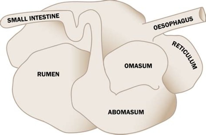 Are all artiodactyla ruminants