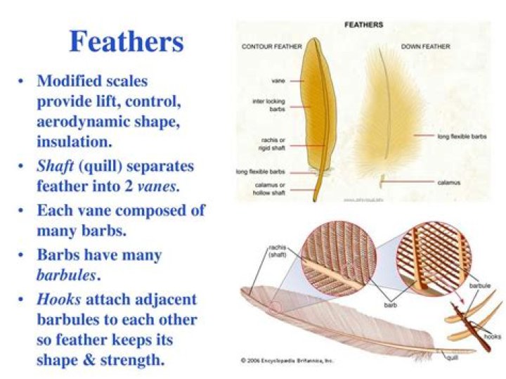 Are bird feathers modified scales