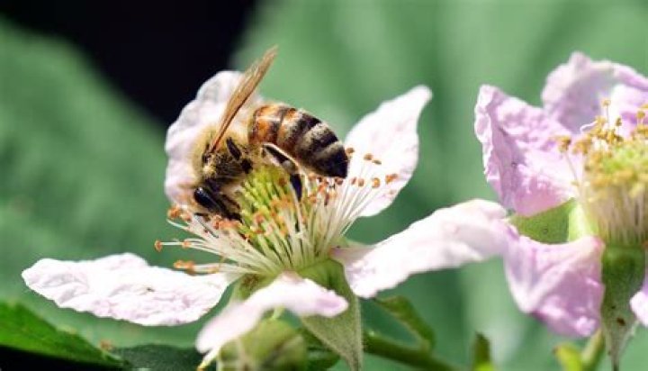 Are blackberries self pollinators