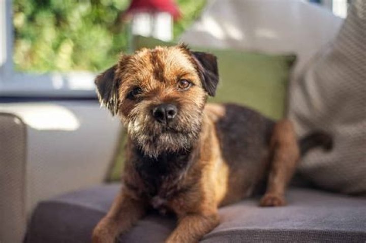 Are Border Terriers good pets