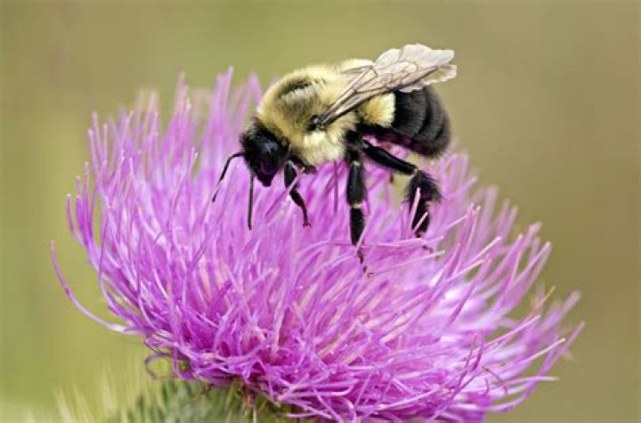 Are bumble bees native to Ohio