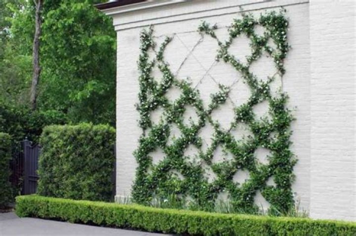 Are Climbing plants bad for walls