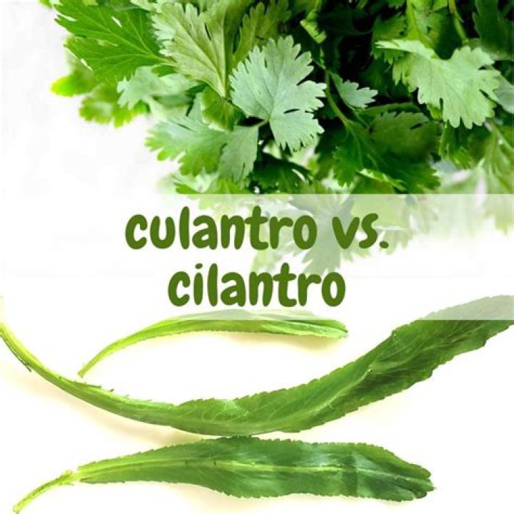 Are Culantro and epazote the same