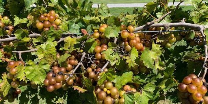 Are grapes naturally occurring