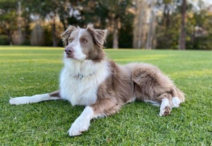 Are lilac Border Collies rare