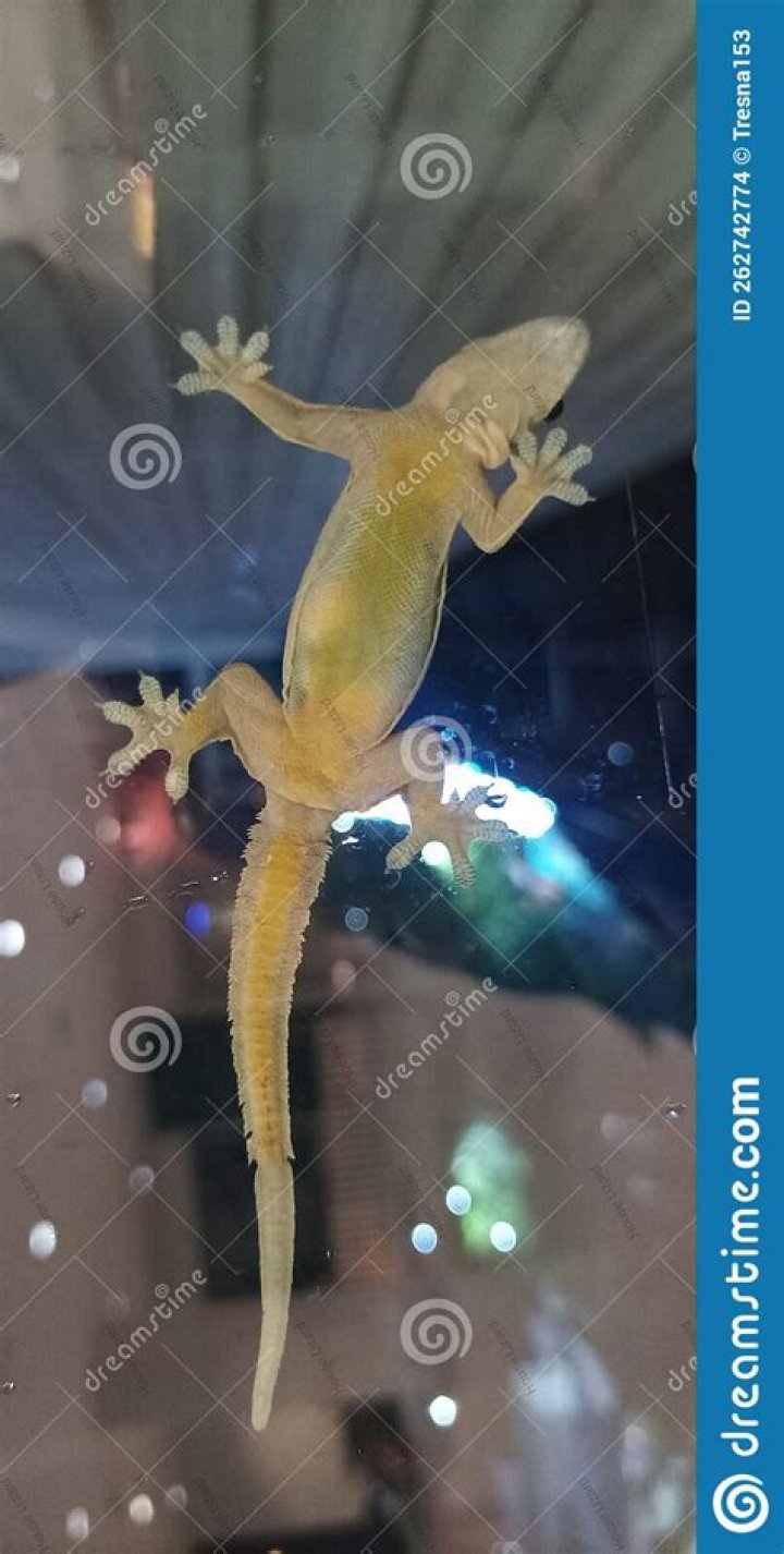 Are lizards attracted to light