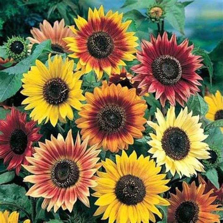 Are orange sunflowers natural