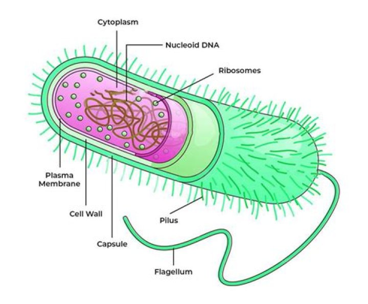 Are Plantae prokaryotic cells