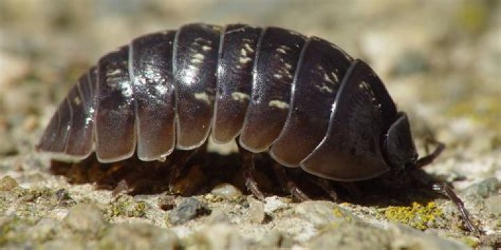 Are roly poly bugs good or bad