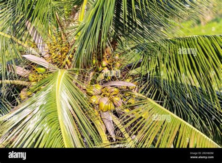 Are there coconuts in West Africa