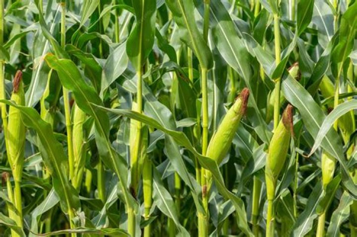 Are there corn fields in Texas