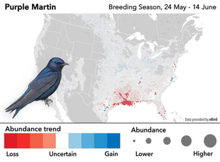 Are there purple martins in Texas