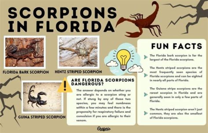 Are there scorpions in Florida