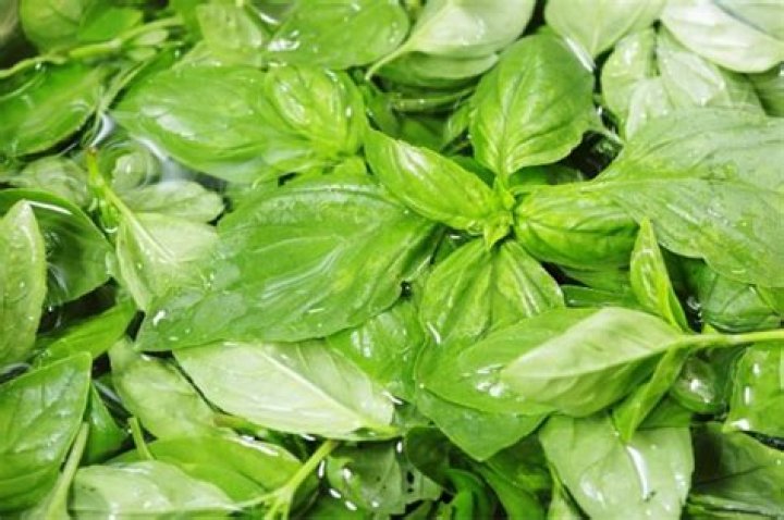 Are you supposed to wash basil