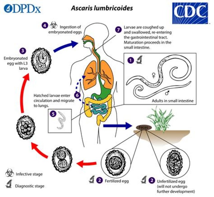 Can Ascaris suum infect humans