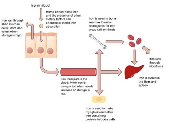 Can calcium block iron absorption