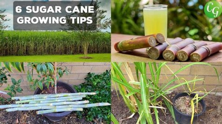 Can cane sugar be used for baking