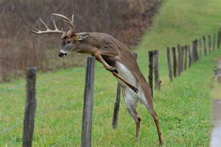 Can deer jump over a 6 foot fence