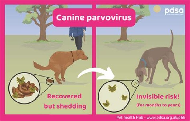 Can dogs get a mild case of parvo