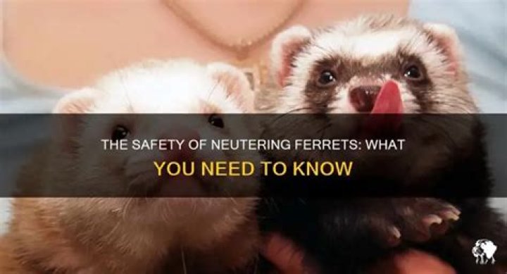 Can ferrets neuter