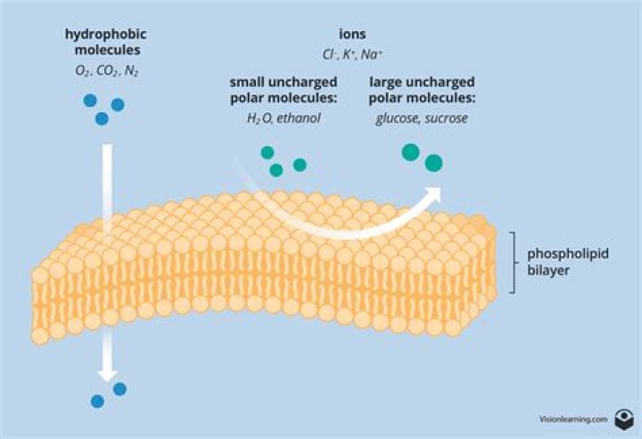 Can gases cross the cell membrane