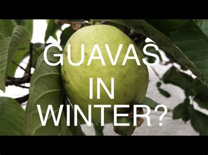 Can guava tree survive winter