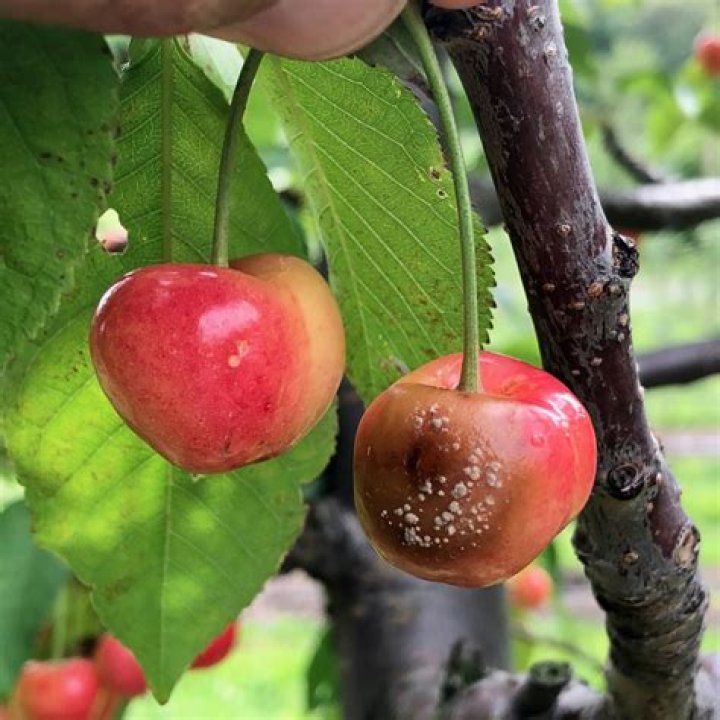 Can I eat cherries with brown rot