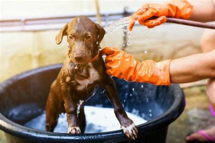 Can I Flea my dog after a bath