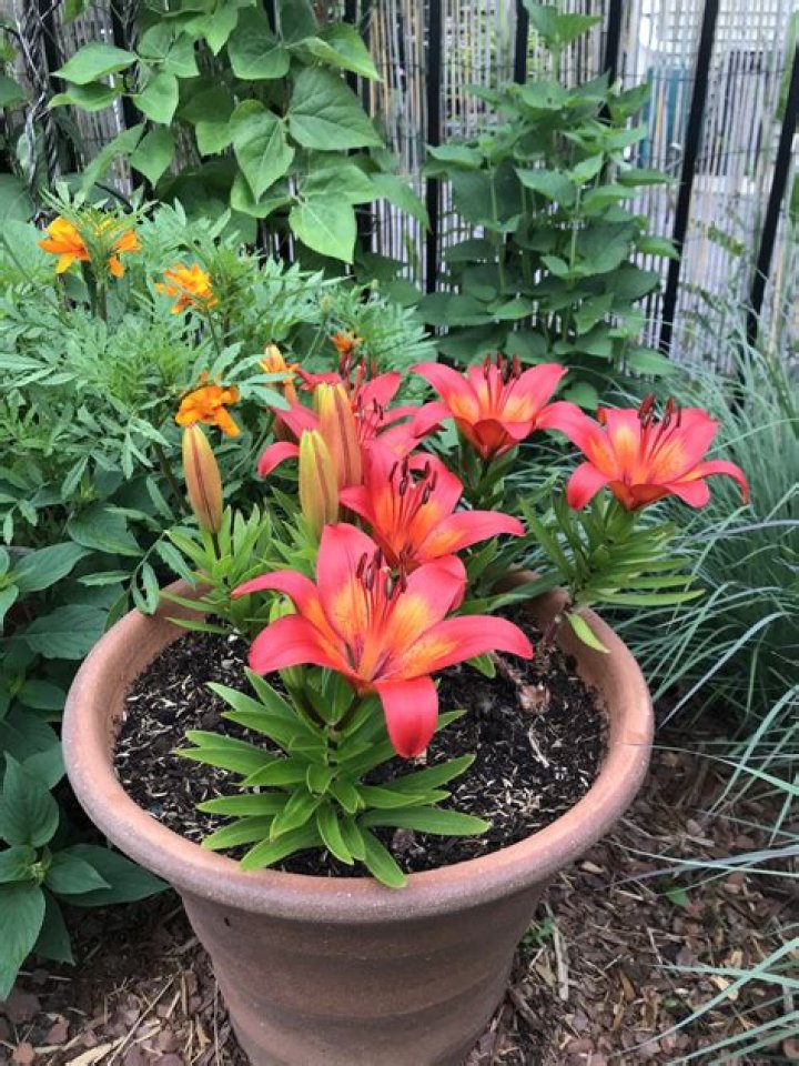 Can I plant a potted lily outside