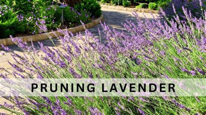 Can I prune lavender in summer