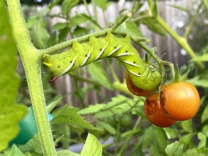 Can I touch a tomato hornworm