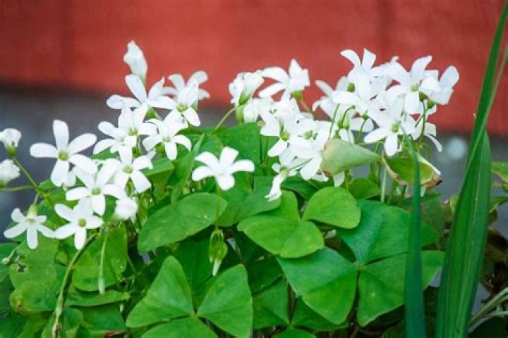 Can oxalis survive the winter