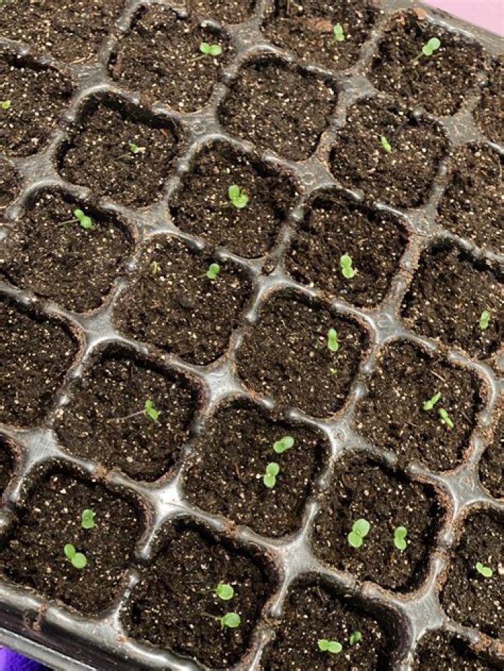 Can pansies handle 30 degrees