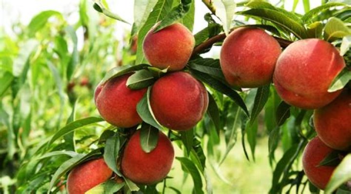 Can peach trees survive frost