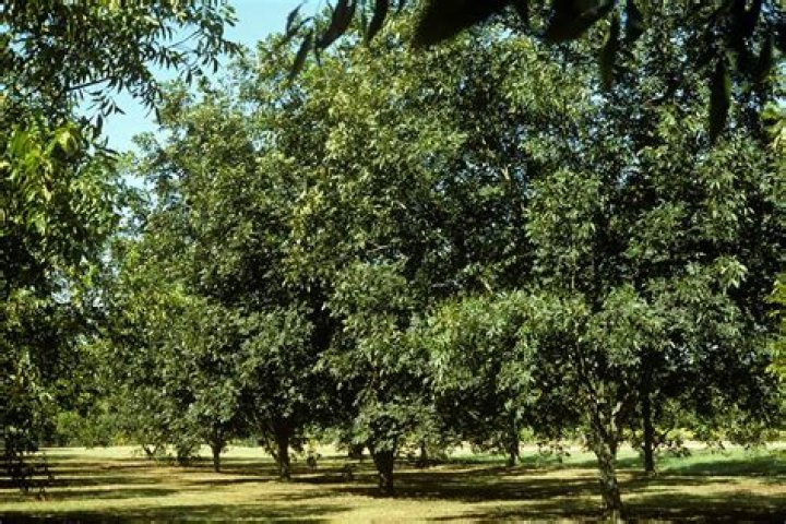 Can pecan trees grow in the North