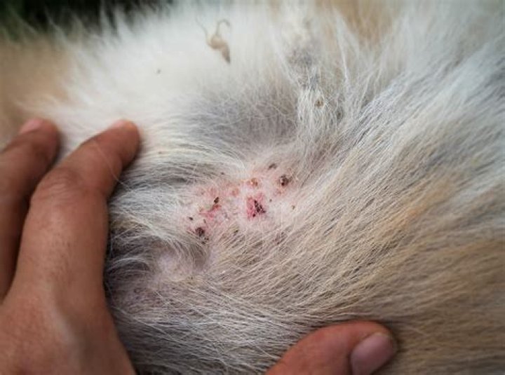 Can people get fleas from dogs