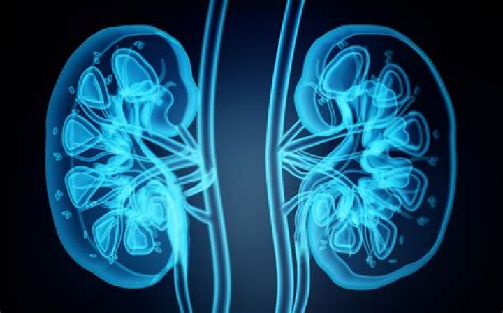 Can vancomycin damage the kidneys