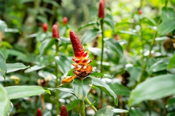 Can we eat Indian Head ginger