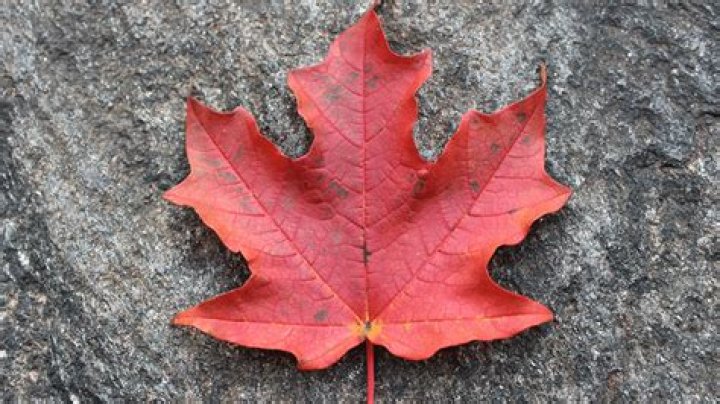 Can you eat big leaf maple leaves