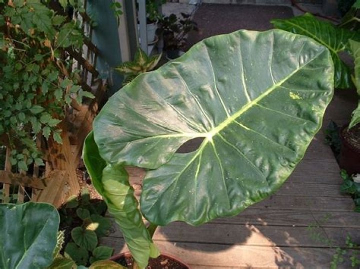 Can you eat elephant ear plant
