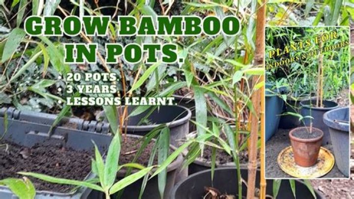 Can you grow bamboo in pots UK