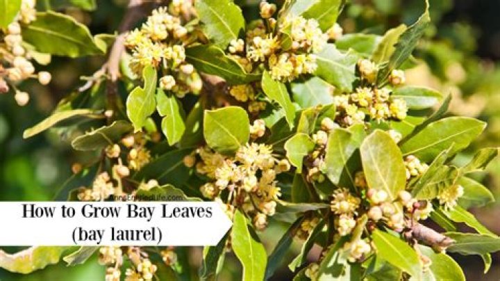 Can you grow bay leaves in the US