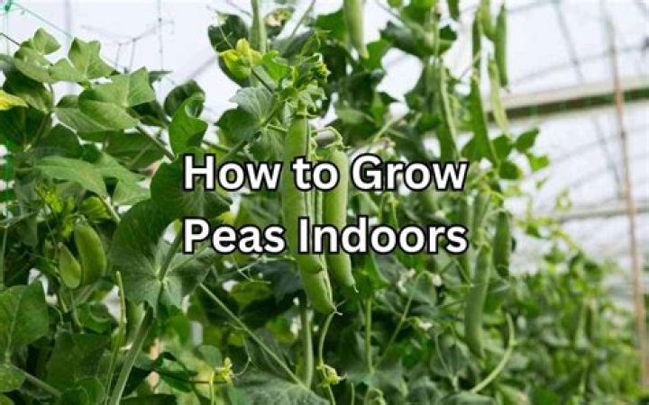 Can you grow peas in the house