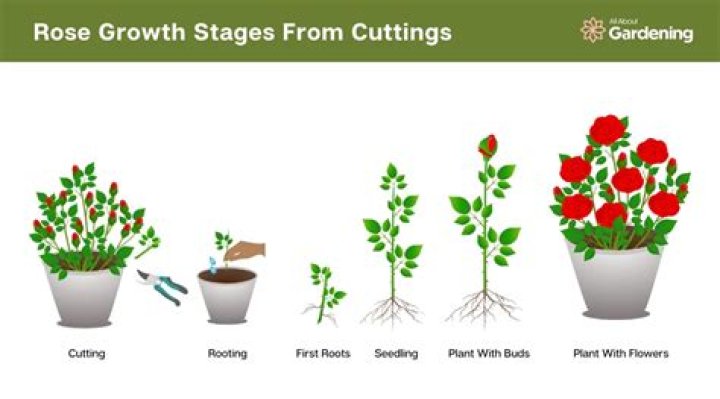 Can you grow roses in chalky soil