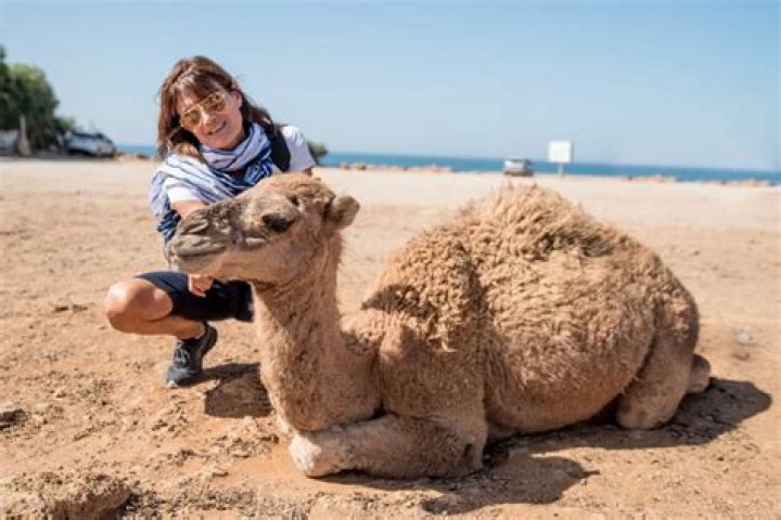 Can you have a camel as a pet