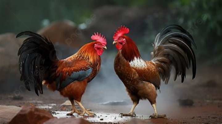 Can you introduce two roosters