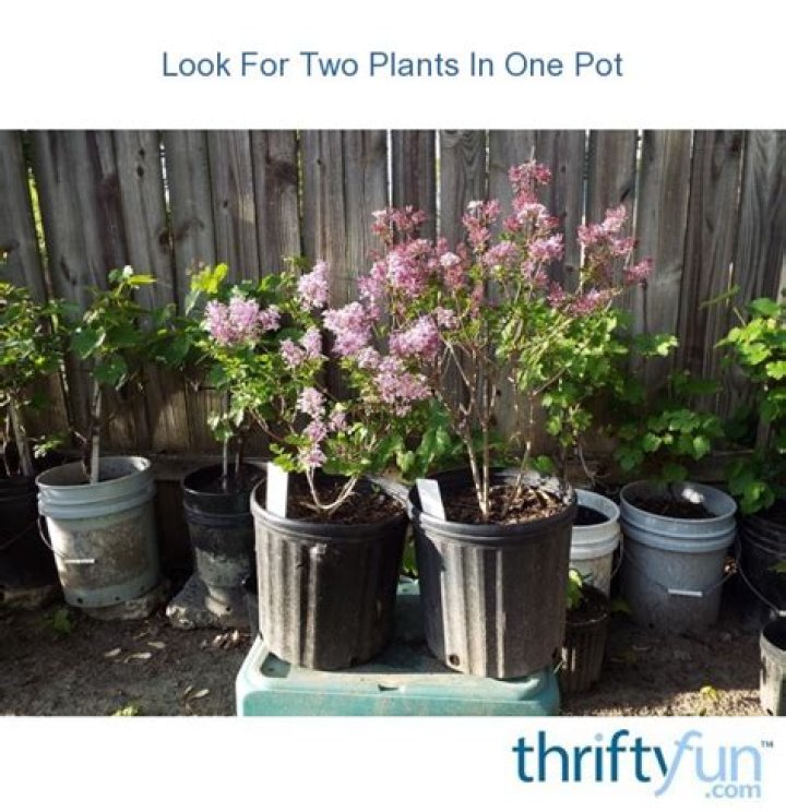 Can you put two plants one pot