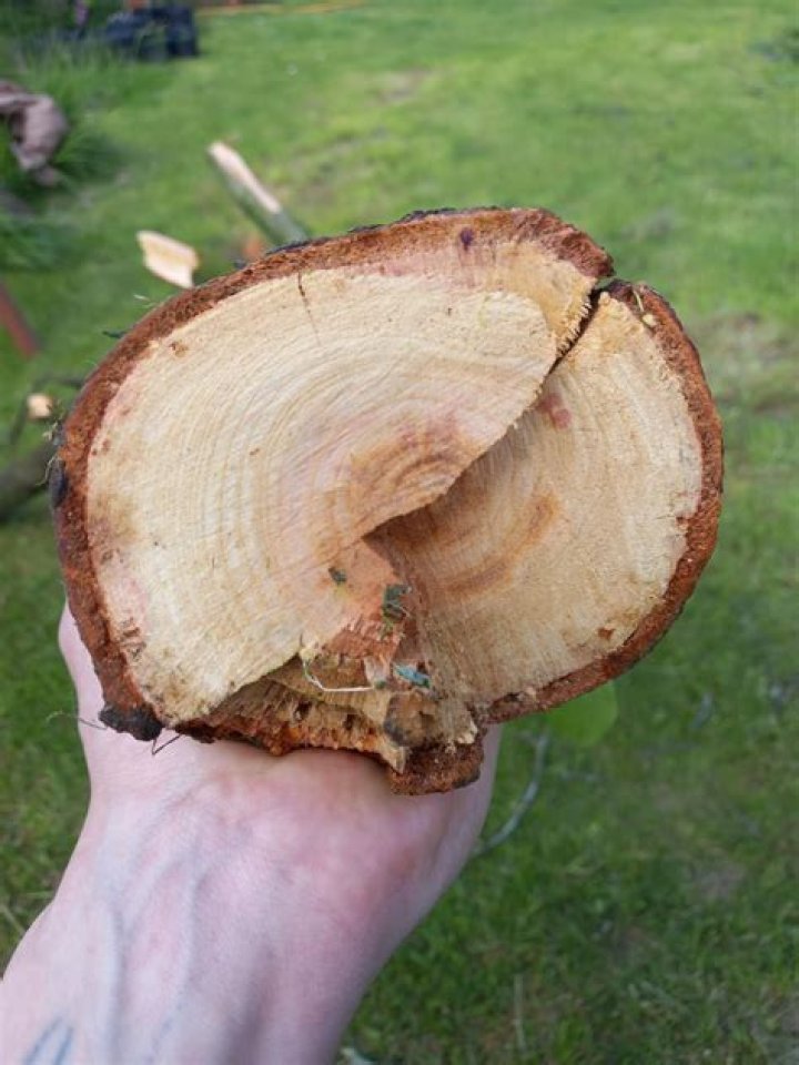 Can you use wood from a dead tree