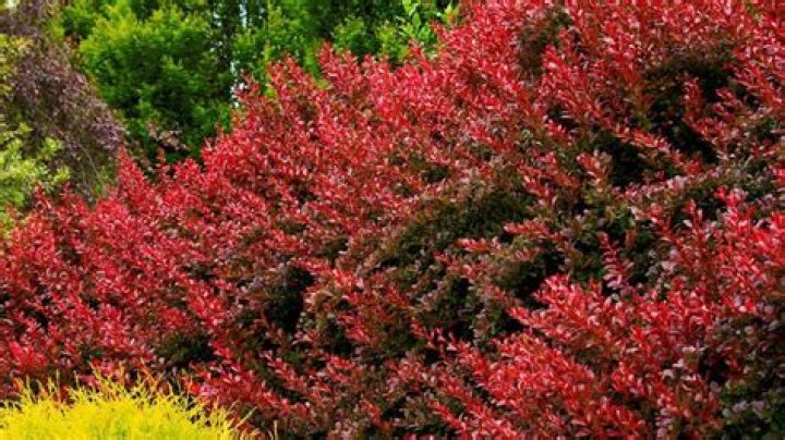 Do barberry keep leaves in winter