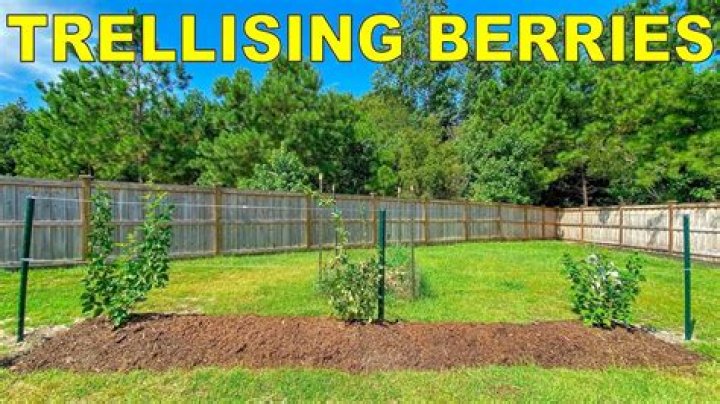 Do black raspberries need trellis